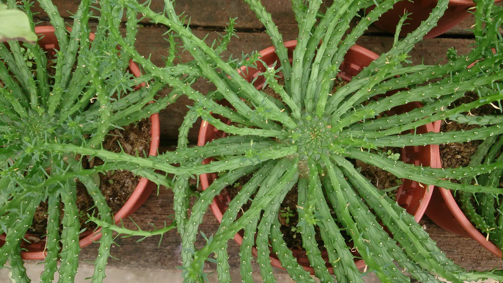 Medusa's Head (Euphorbia Flanaganii) — It is vital to note that the plant's sap is toxic and can cause skin irritation; thriving in USDA zones 9-11, it