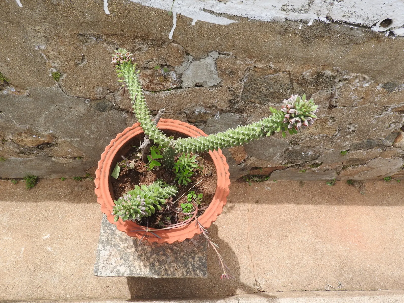 Medusa's Head (Euphorbia Flanaganii) — resembling the mythological Gorgon's hair; it may produce small greenish-yellow flowers at the tips of its arms