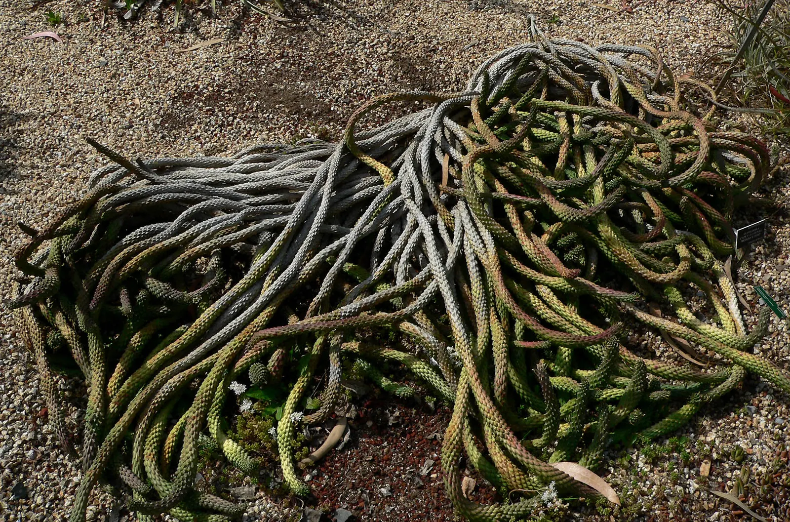 Medusa's Head (Euphorbia Flanaganii) — serpentine stems radiate from a central caudex
