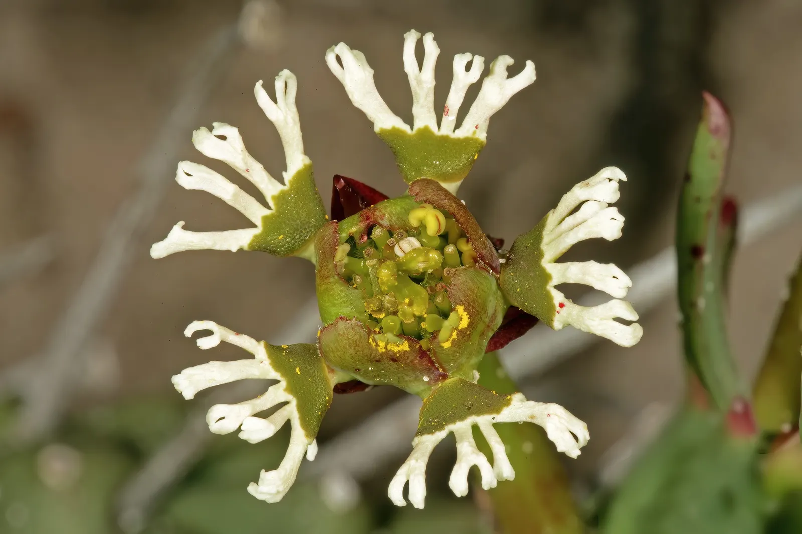 Medusa's Head (Euphorbia Flanaganii) — Handle with care, as its sap can be irritating to skin; making it well-suited for xeriscaping or low-water, image 65