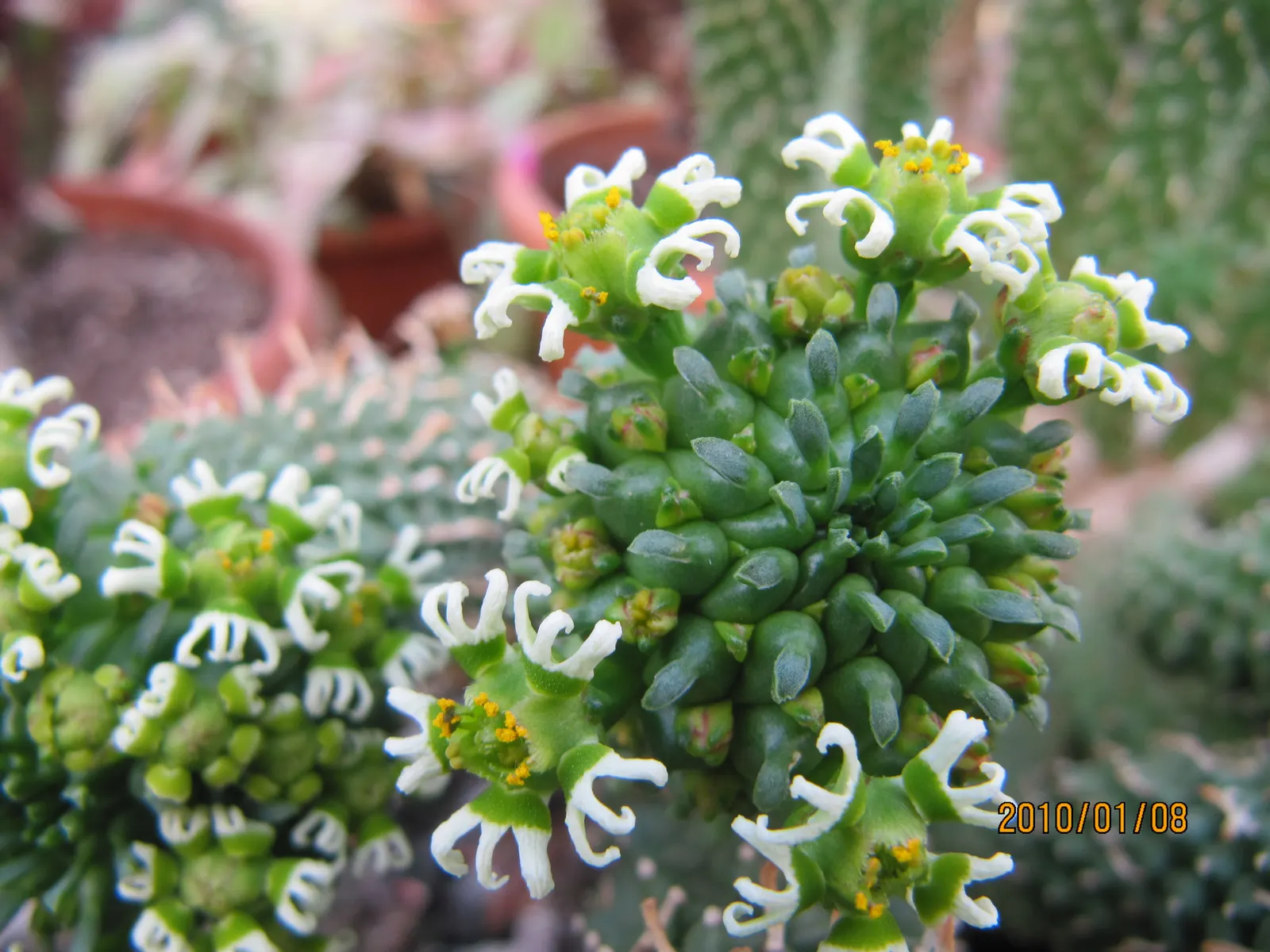 Medusa's Head (Euphorbia Flanaganii) — succulent with yellow blooms