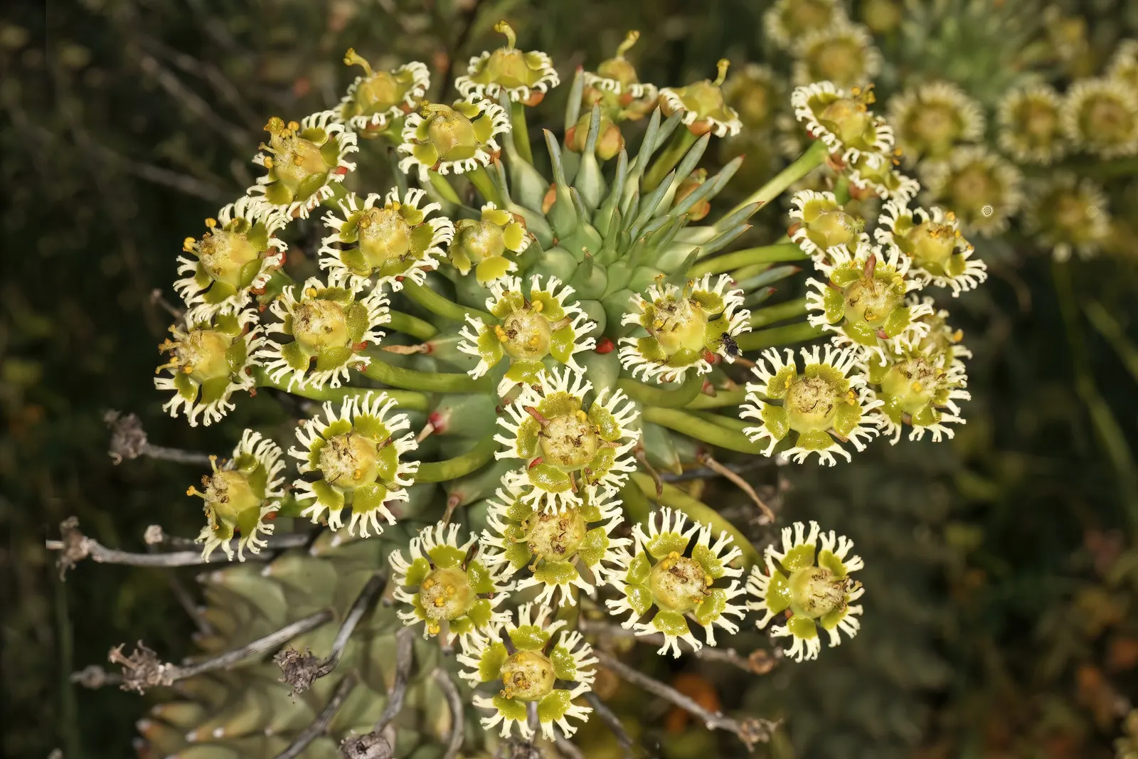 Medusa's Head (Euphorbia Flanaganii) — green arms radiate outward; so gloves should be worn when handling it
