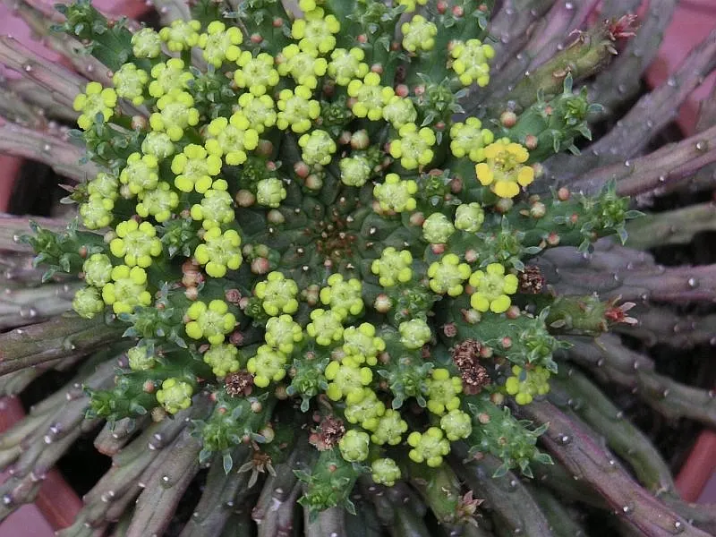 Medusa's Head (Euphorbia Flanaganii) — This perennial plant features a central; serpentine stems radiate from a central caudex, image 67