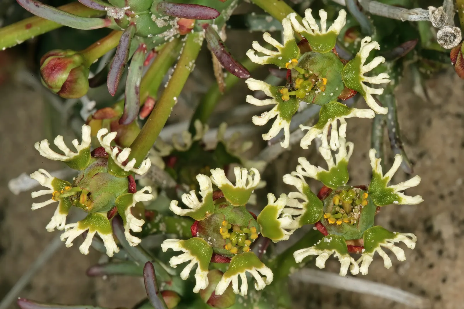Medusa's Head (Euphorbia Flanaganii) — Medusa's Head is optimally suited for USDA hardiness zones 9 to 11