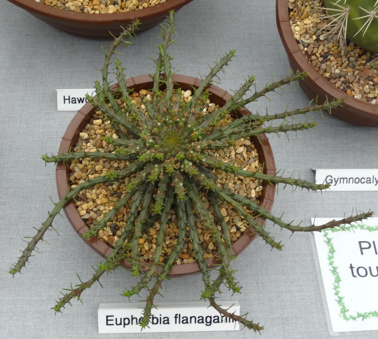 Medusa's Head (Euphorbia Flanaganii) — or as an individual focal point in a minimalist composition; succulent with yellow blooms
