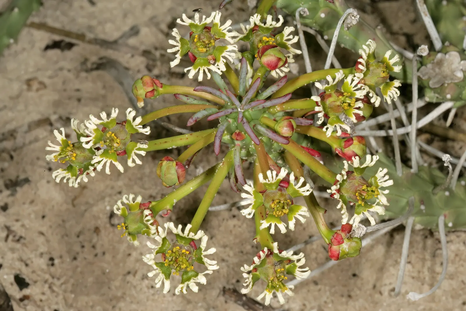 Medusa's Head (Euphorbia Flanaganii) — Small, yellowish-green cyathia flowers appear in spring; resembling the mythological Gorgon's hair, image 63