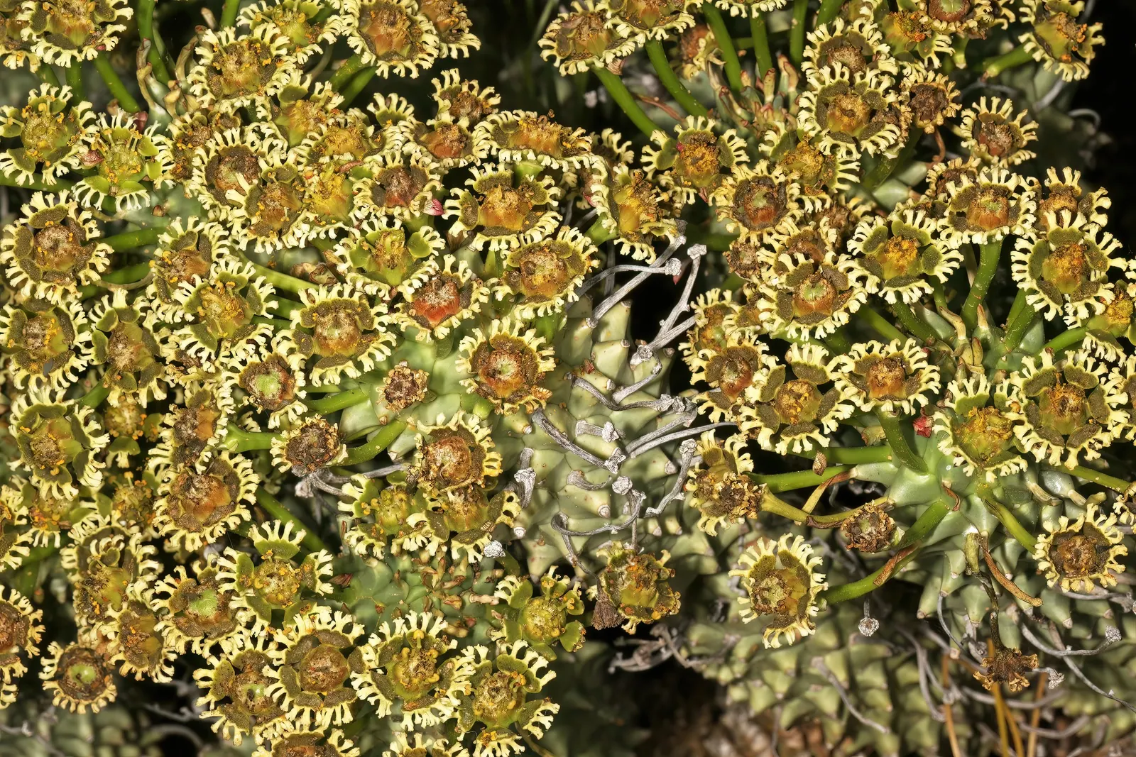 Medusa's Head (Euphorbia Flanaganii) — intriguingly nicknamed Medusa's Head; and it should be placed away from high-traffic areas