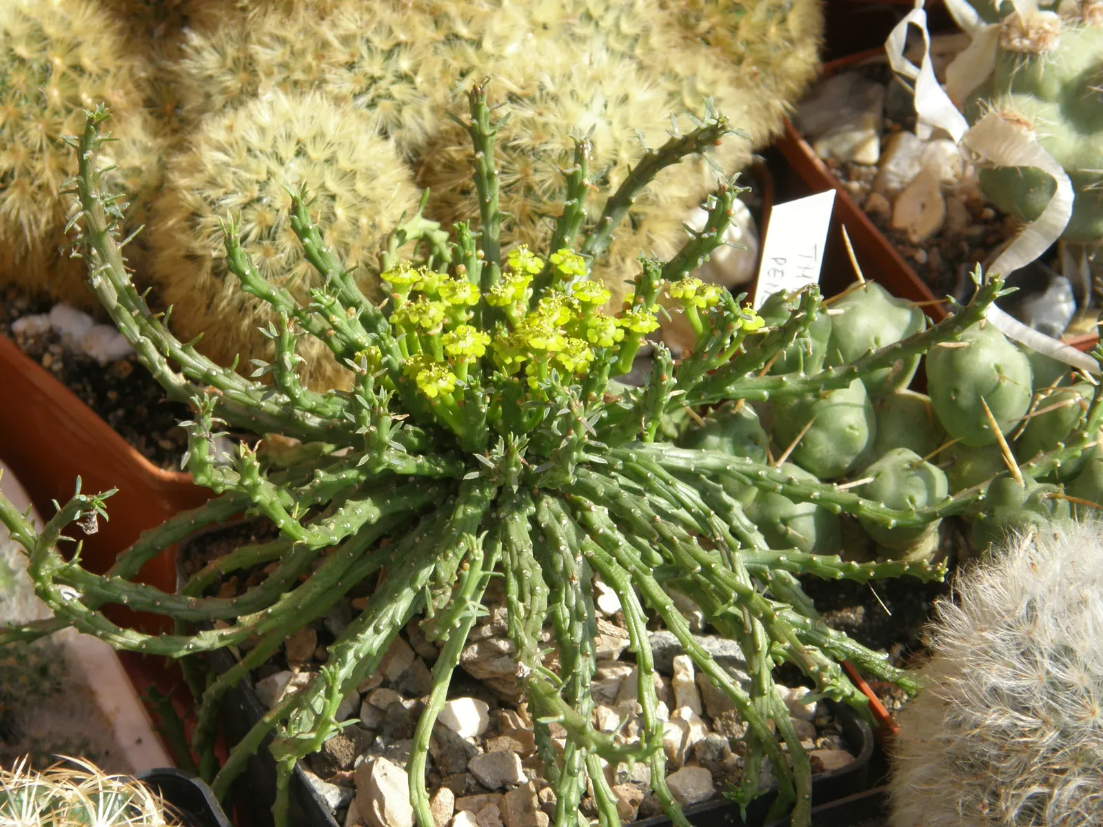 Medusa's Head (Euphorbia Flanaganii) — Euphorbia flanaganii, commonly known as Medusa's Head, is a unique evergreen succulent; and can reach up to, image 59