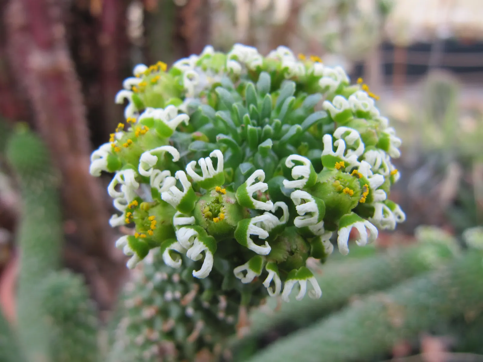 Medusa's Head (Euphorbia Flanaganii) — Small, yellowish-green cyathia flowers appear in spring; resembling the mythological Gorgon's hair