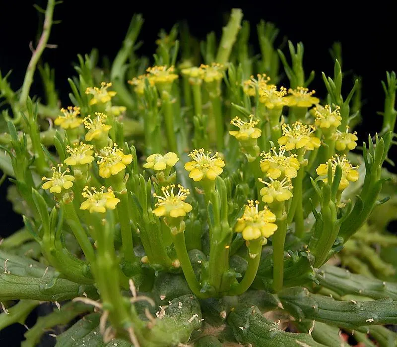 Medusa's Head (Euphorbia Flanaganii) — making it well-suited for xeriscaping or low-water gardens; succulent for half