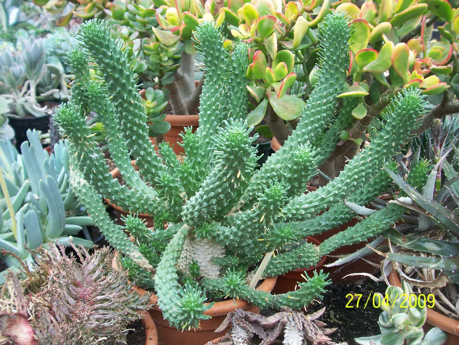 Medusa's Head (Euphorbia Flanaganii) — Handle with care, as its sap can be irritating to skin; making it well-suited for xeriscaping or low-water gardens