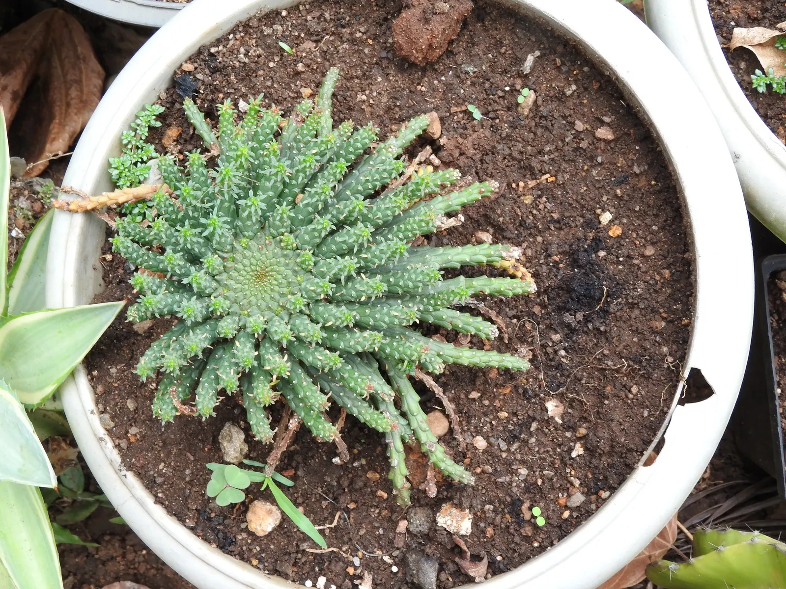Medusa's Head (Euphorbia Flanaganii) — It is perfect for rock gardens; or as an individual focal point in a minimalist composition