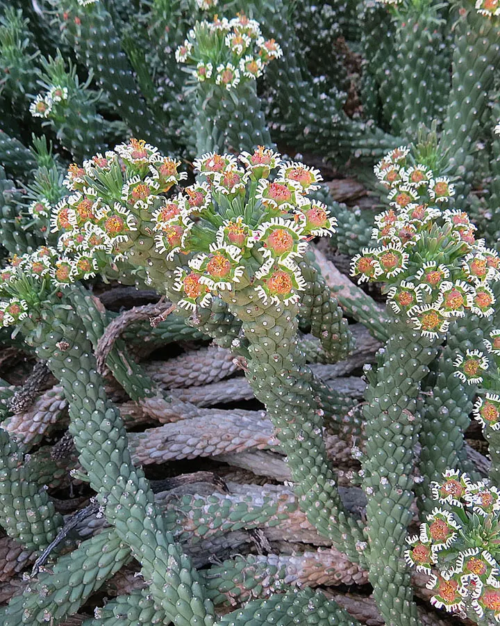 Medusa's Head (Euphorbia Flanaganii) — from which numerous slender; it requires a well-draining soil medium to prevent root rot and prefers sparse watering