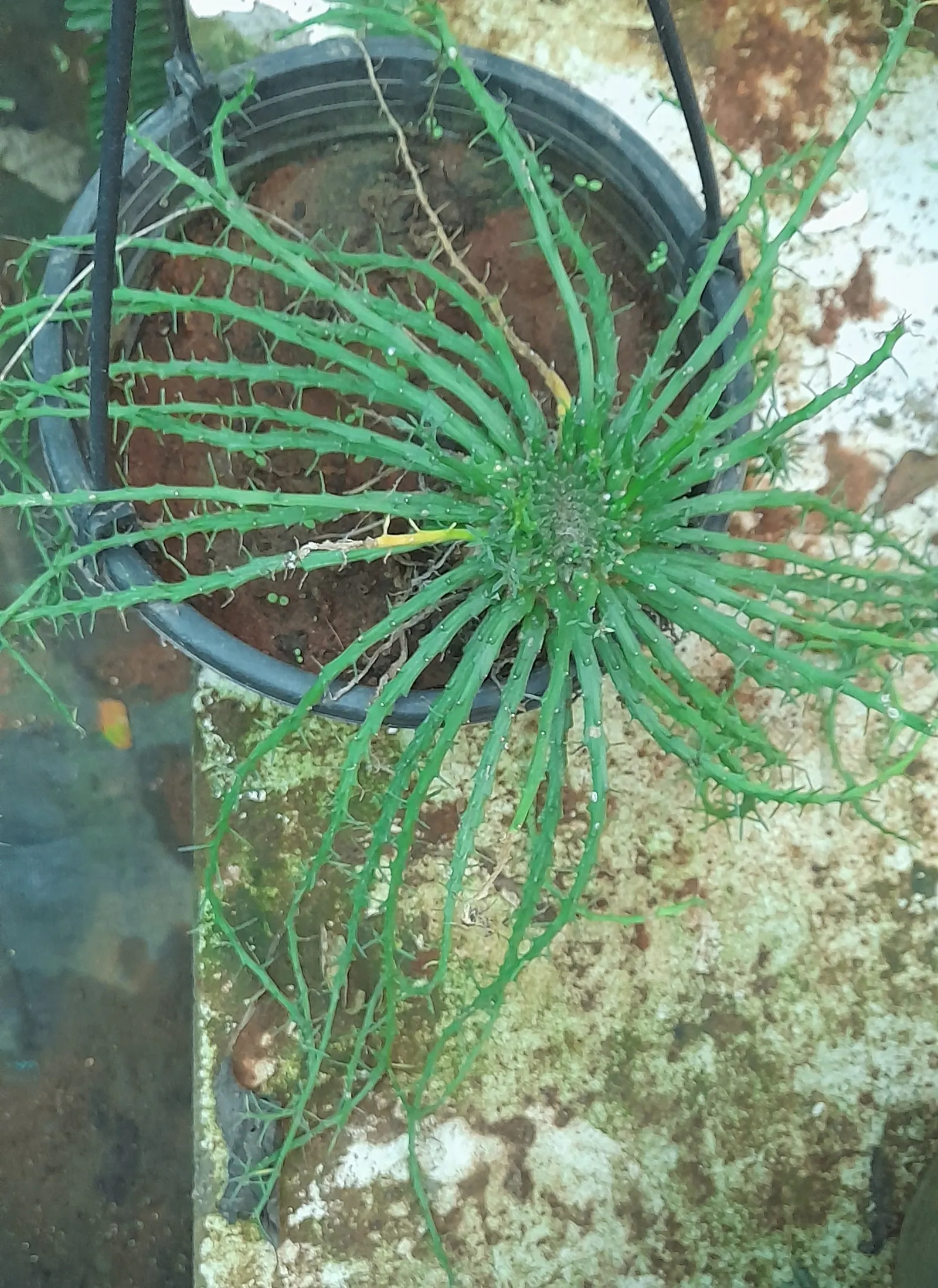 Medusa's Head (Euphorbia Flanaganii) — intriguingly nicknamed Medusa's Head; and it should be placed away from high-traffic areas, image 66
