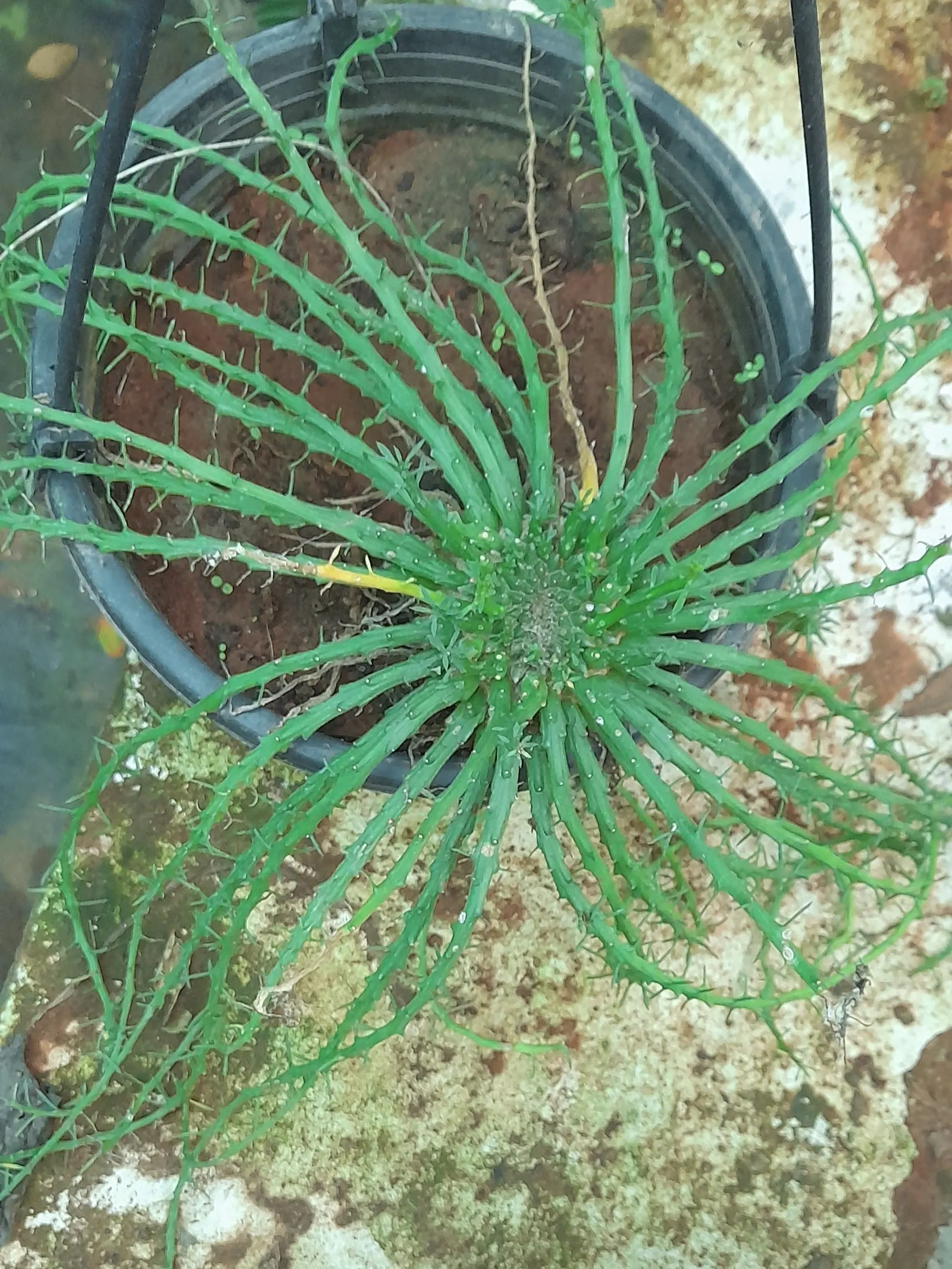 Medusa's Head (Euphorbia Flanaganii) — It requires a well-draining soil medium to prevent root rot and prefers sparse watering