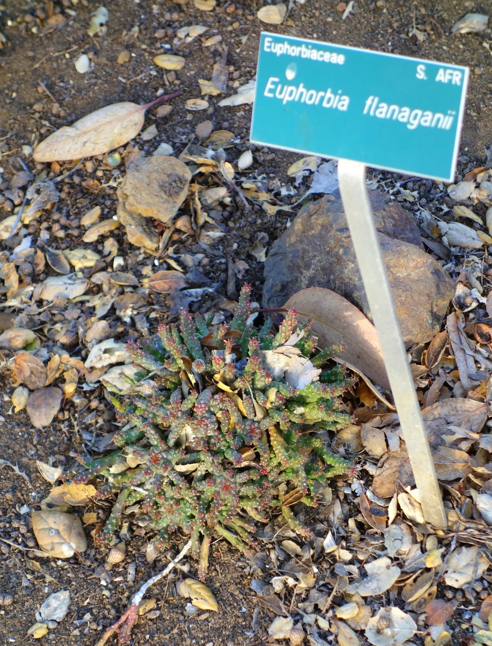 Medusa's Head (Euphorbia Flanaganii) — This perennial plant features a central