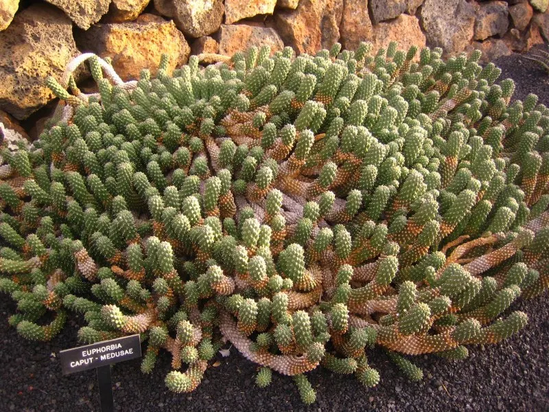 Medusa's Head (Euphorbia Flanaganii) — succulent for half; medusa's Head is a bold addition that will enchant viewers and provide year-round interest in the