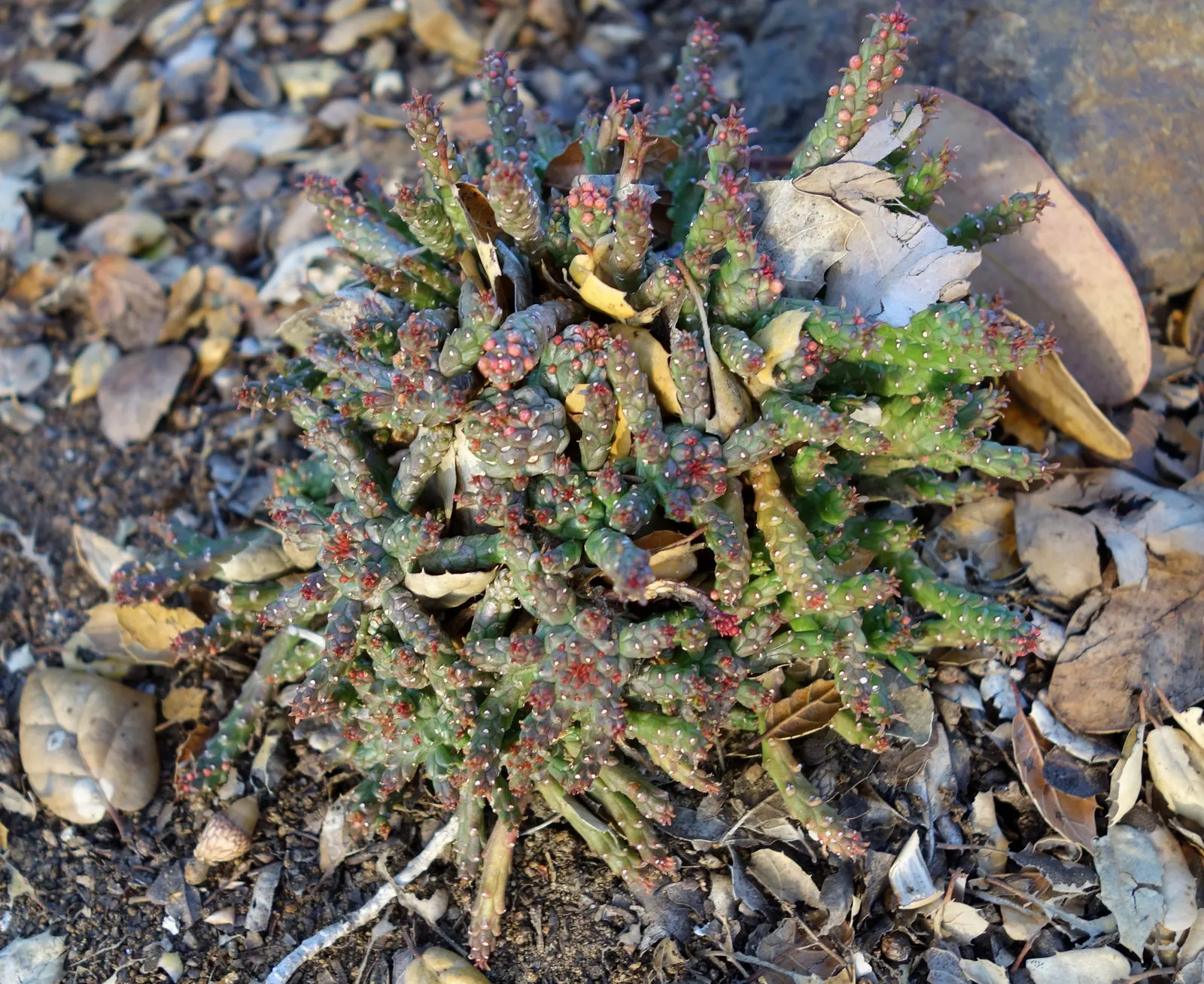Medusa's Head (Euphorbia Flanaganii) — intriguingly nicknamed Medusa's Head