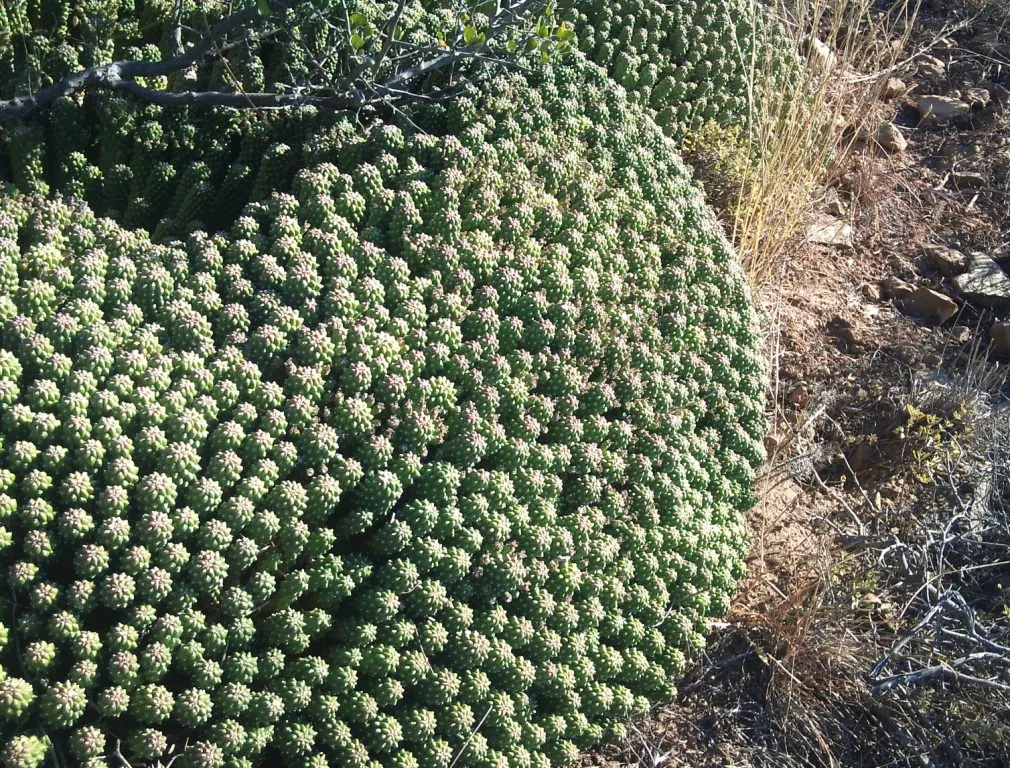 Medusa's Head (Euphorbia Flanaganii) — typically 2 to 4 inches in diameter