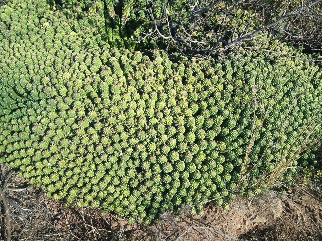 Medusa's Head (Euphorbia Flanaganii) — Medusa's Head is a bold addition that will enchant viewers and provide year-round interest in the garden; small