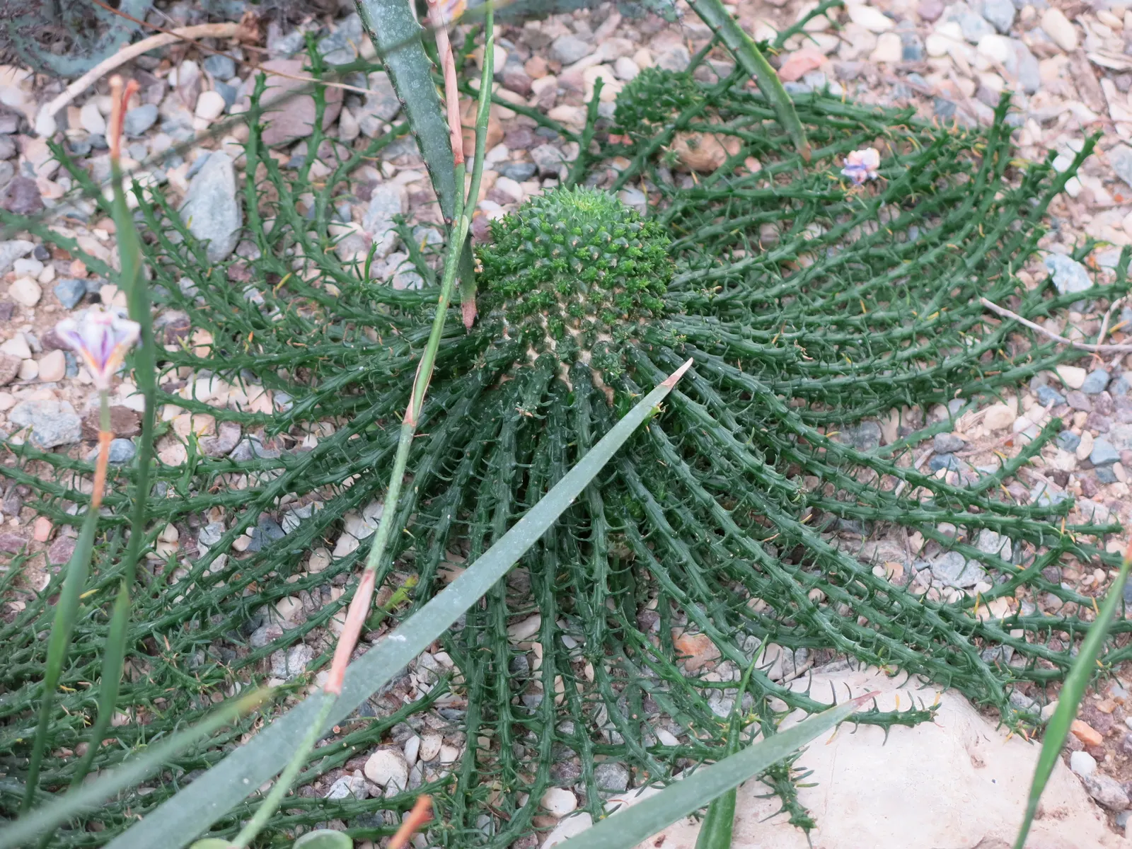 Medusa's Head (Euphorbia Flanaganii) — typically 2 to 4 inches in diameter; this perennial plant features a central