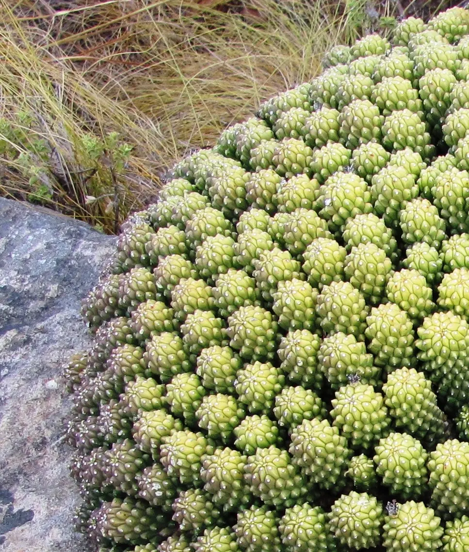 Medusa's Head (Euphorbia Flanaganii) — succulent with yellow blooms; consider its drought tolerance and sculptural form