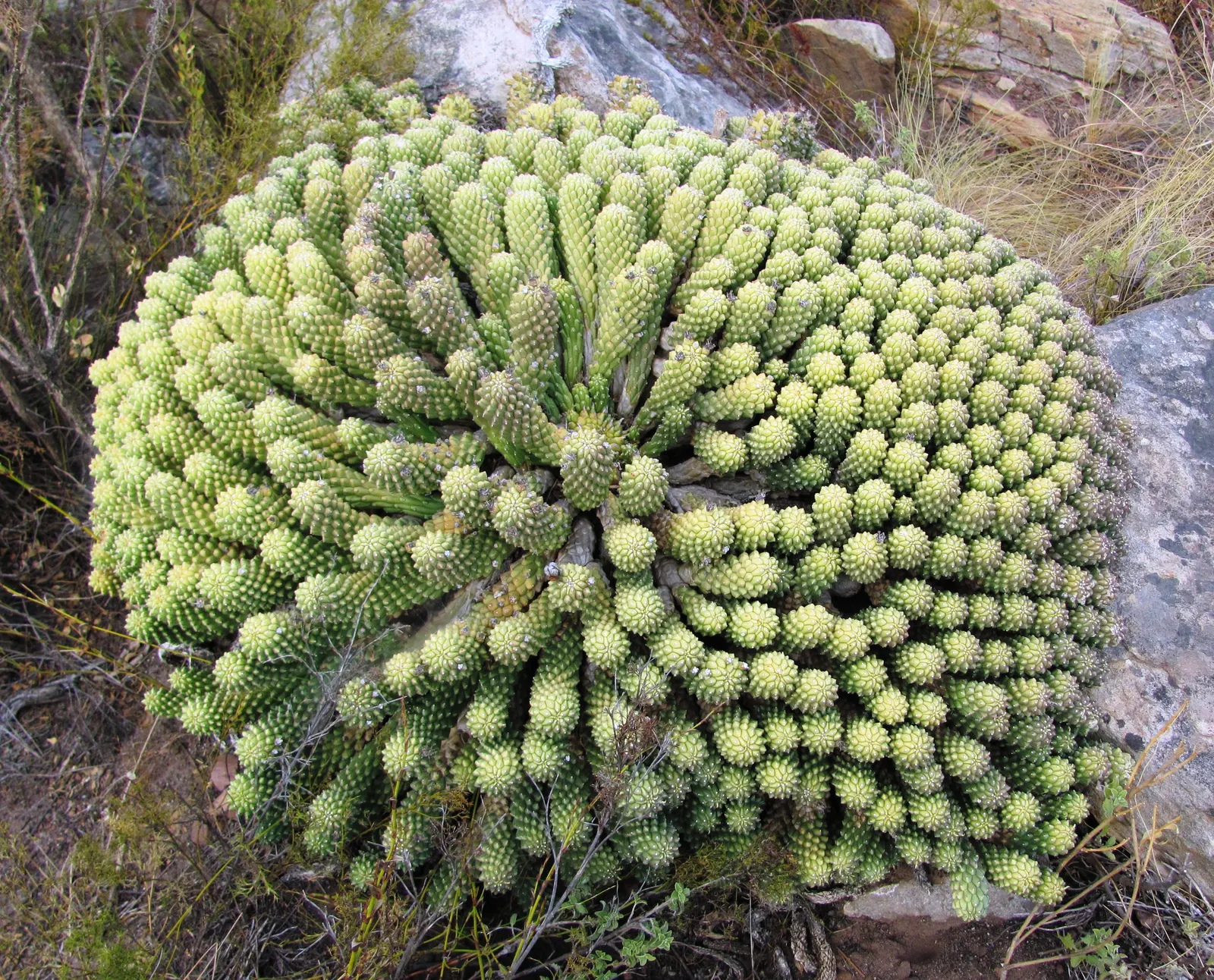 Medusa's Head (Euphorbia Flanaganii) — yellow flowers in the garden; green arms radiate outward