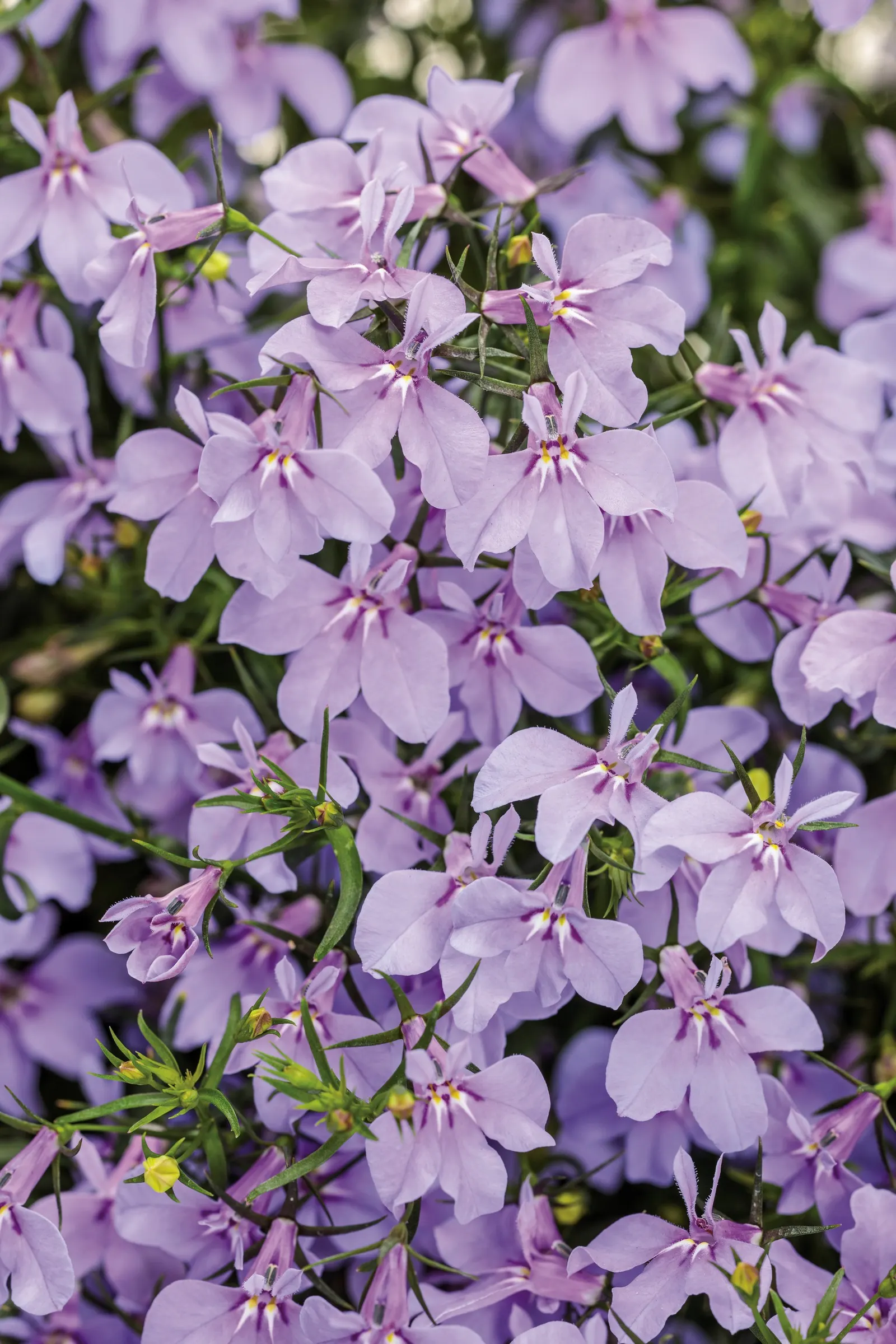Royale Lilac Lobelia (Lobelia erinus) — Growing 8-12 inches tall and 10-12 inches wide