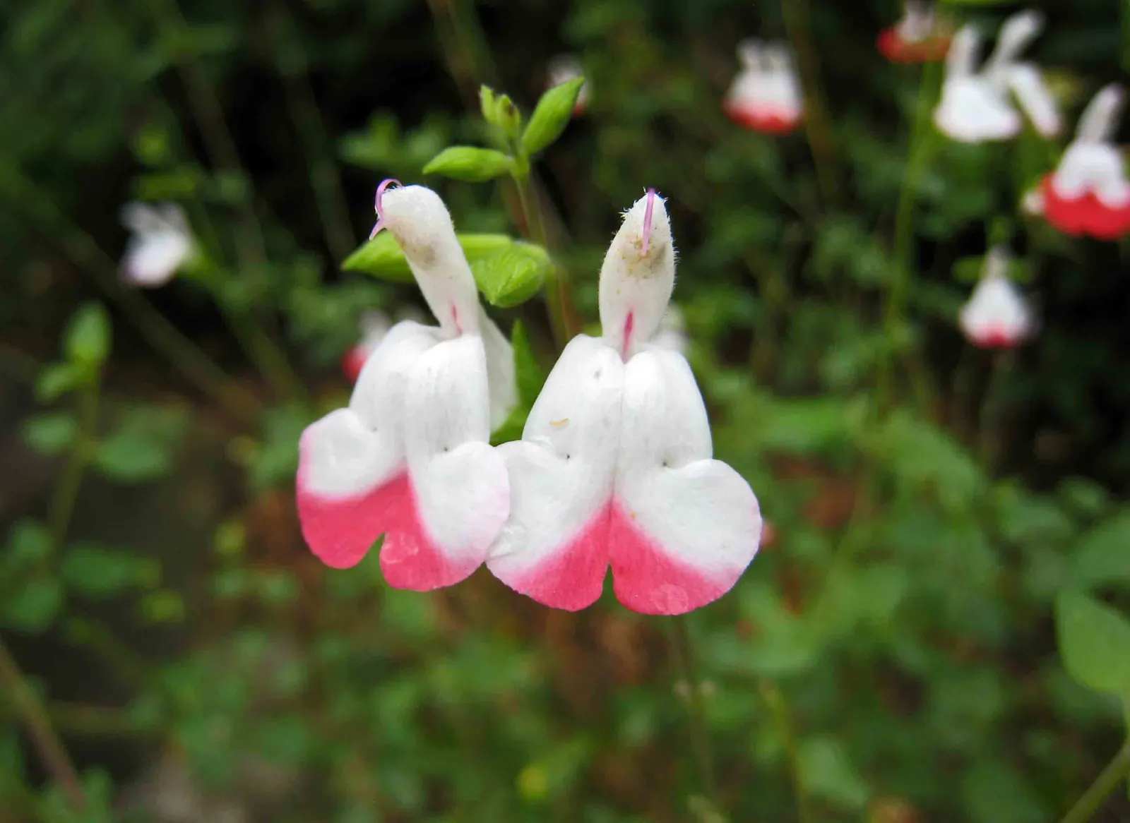 Waverly Sage (Salvia Microphylla) — Salvia microphylla, or Waverly Sage, is a perennial shrub reaching 2-3 ft in height and width