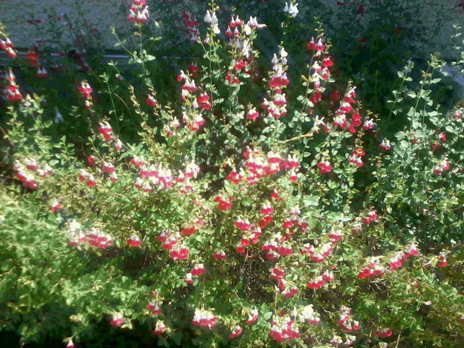 Waverly Sage (Salvia Microphylla) — Ideal for borders and floral accents