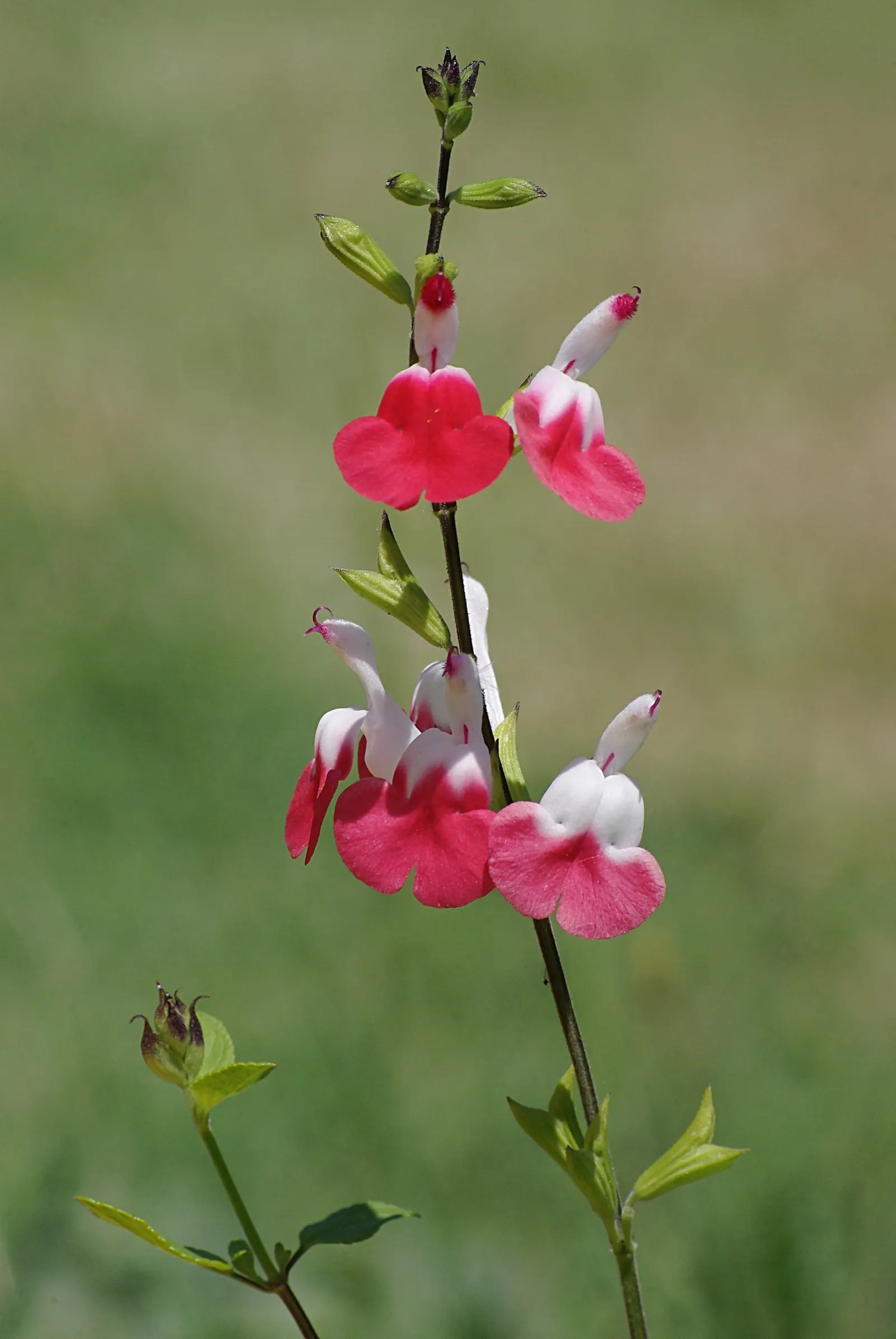 Waverly Sage (Salvia Microphylla) — Thrives in full sun, with moderate water needs and well-draining soil