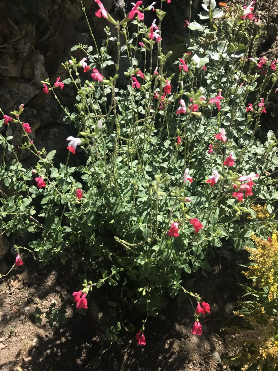 Waverly Sage (Salvia Microphylla) — Attracts hummingbirds and butterflies, adding charm and dynamic wildlife interactions to any landscape