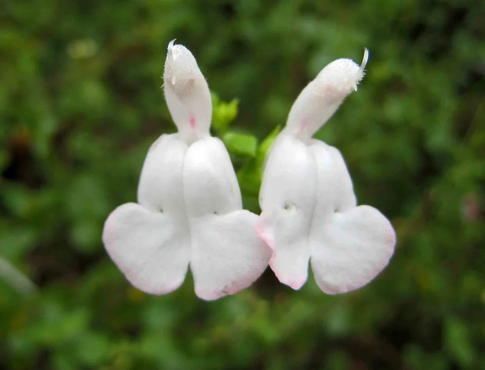 Waverly Sage (Salvia Microphylla) — aromatic green leaves and delicate two-toned pink and white flowers blooming spring through fall