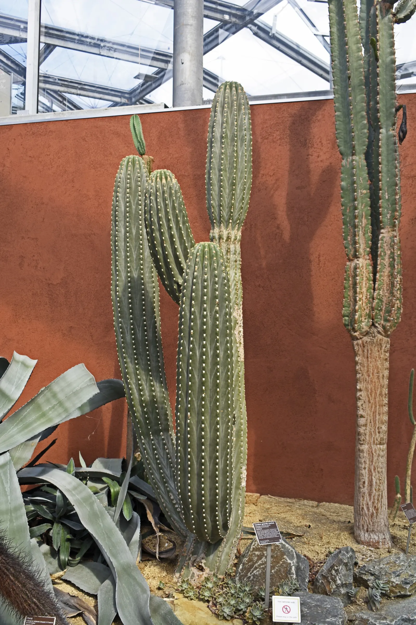 Argentine Saguaro (Echinopsis Terscheckii) — is a towering columnar cactus native to South America; this cactus can reach impressive heights of up to 25 feet
