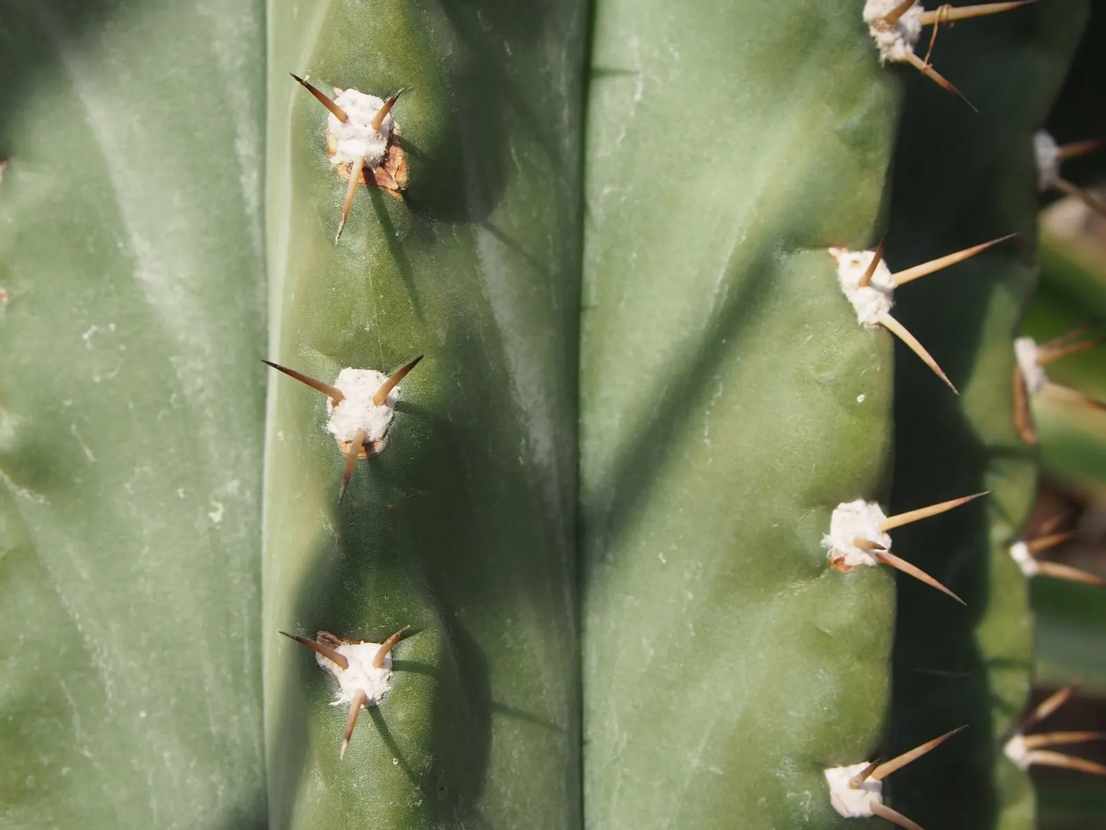 Argentine Saguaro (Echinopsis Terscheckii) — white flowers in the garden