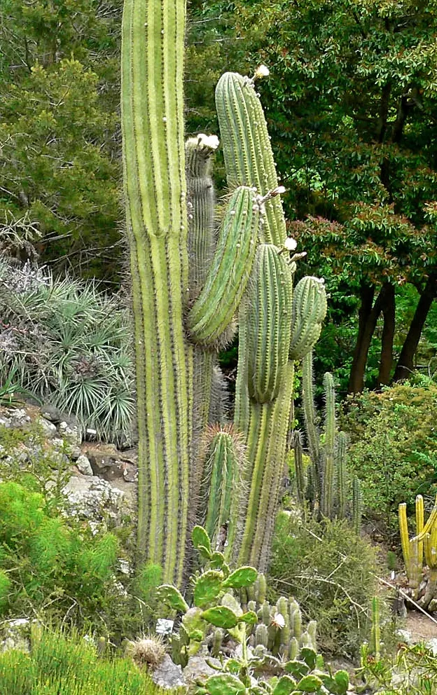 Argentine Saguaro (Echinopsis Terscheckii) — commonly known as the Argentine Saguaro or Cardon Grande; this impressive specimen features a green