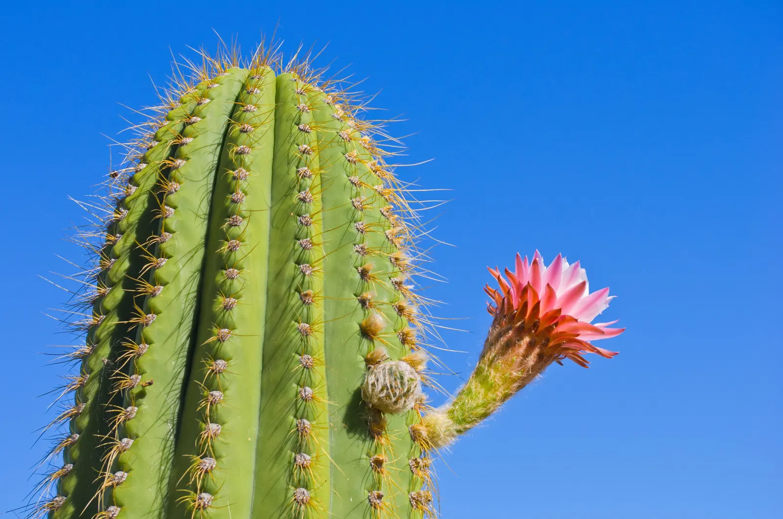 Argentine Saguaro (Echinopsis Terscheckii) — this cactus can reach impressive heights of up to 25 feet with a robust diameter of about 2 to 2.5 feet