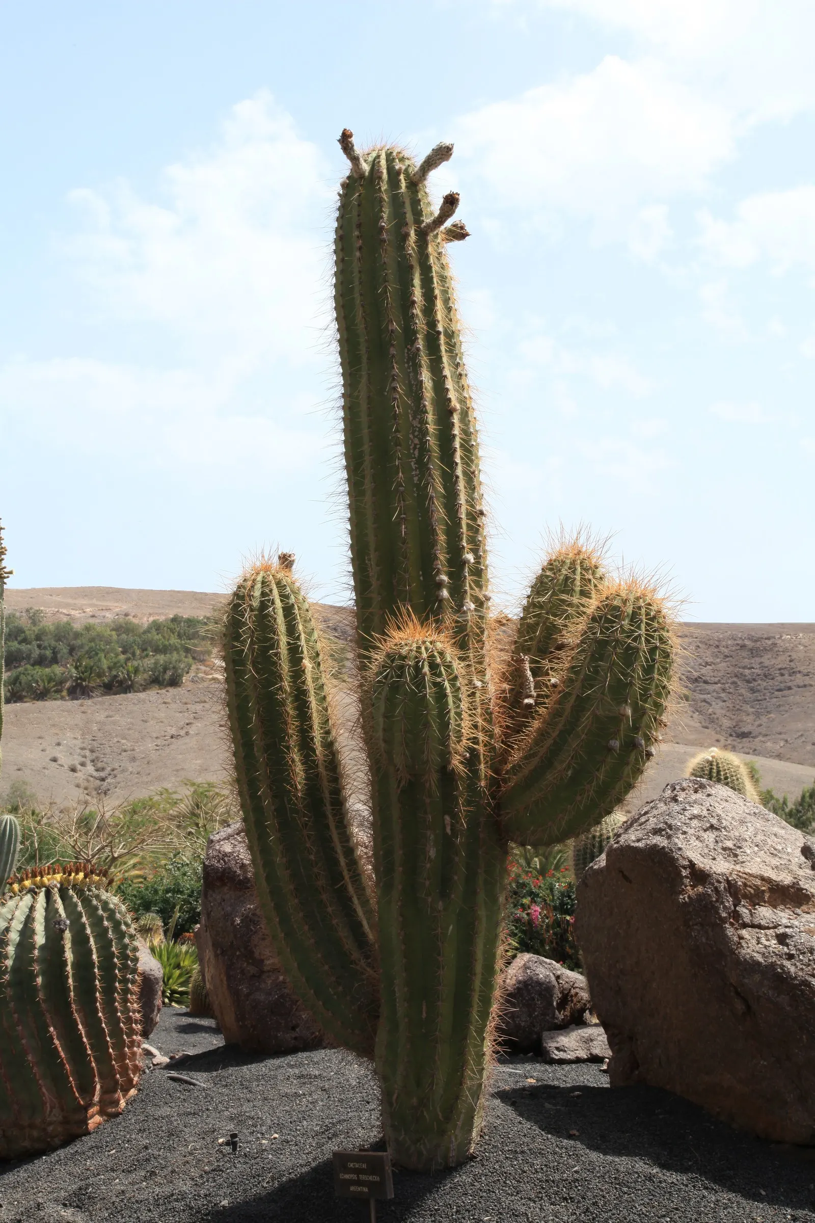 Argentine Saguaro (Echinopsis Terscheckii) — consider its mature size and the impressive visual impact it will make within the landscape