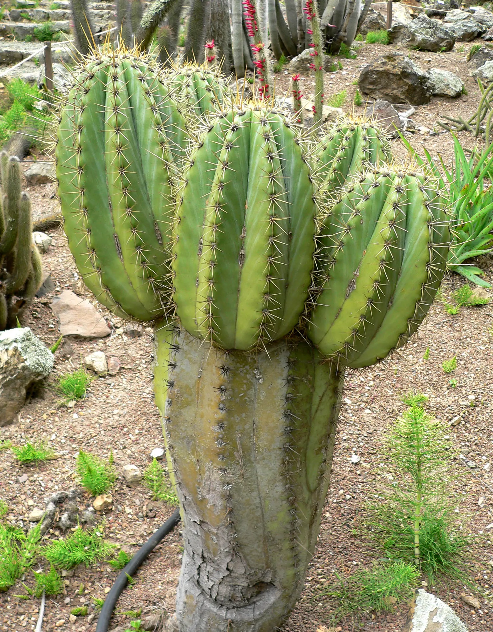 Argentine Saguaro (Echinopsis Terscheckii) — These blooms are a pristine white