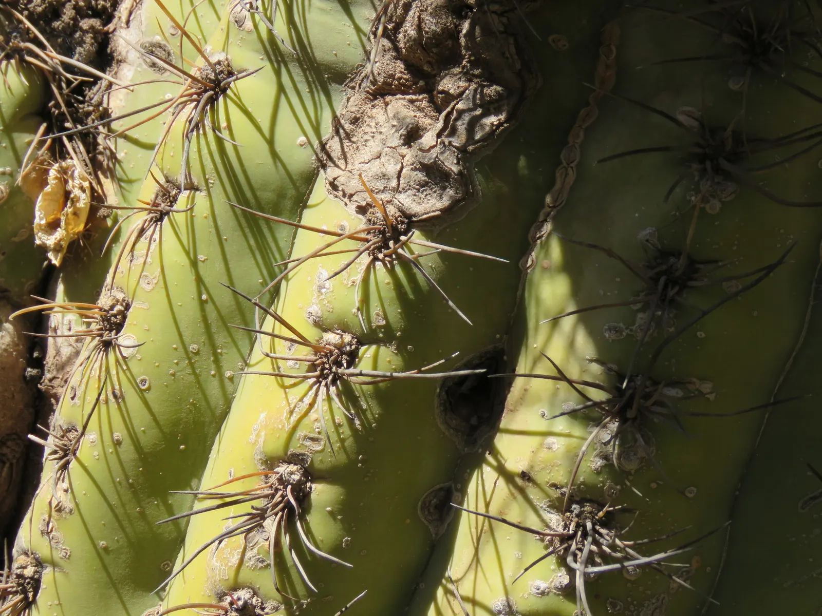 Argentine Saguaro (Echinopsis Terscheckii) — cactus with white blooms