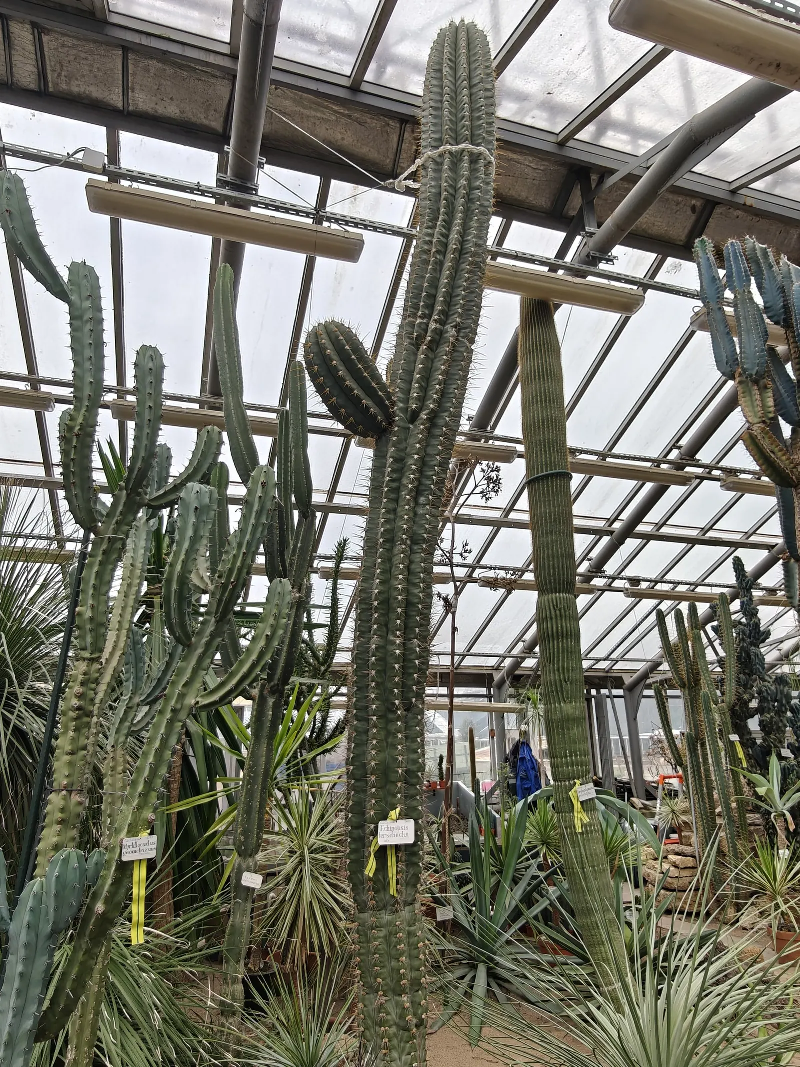 Argentine Saguaro (Echinopsis Terscheckii) — funnel-shaped flowers that protrude magnificently from the stem