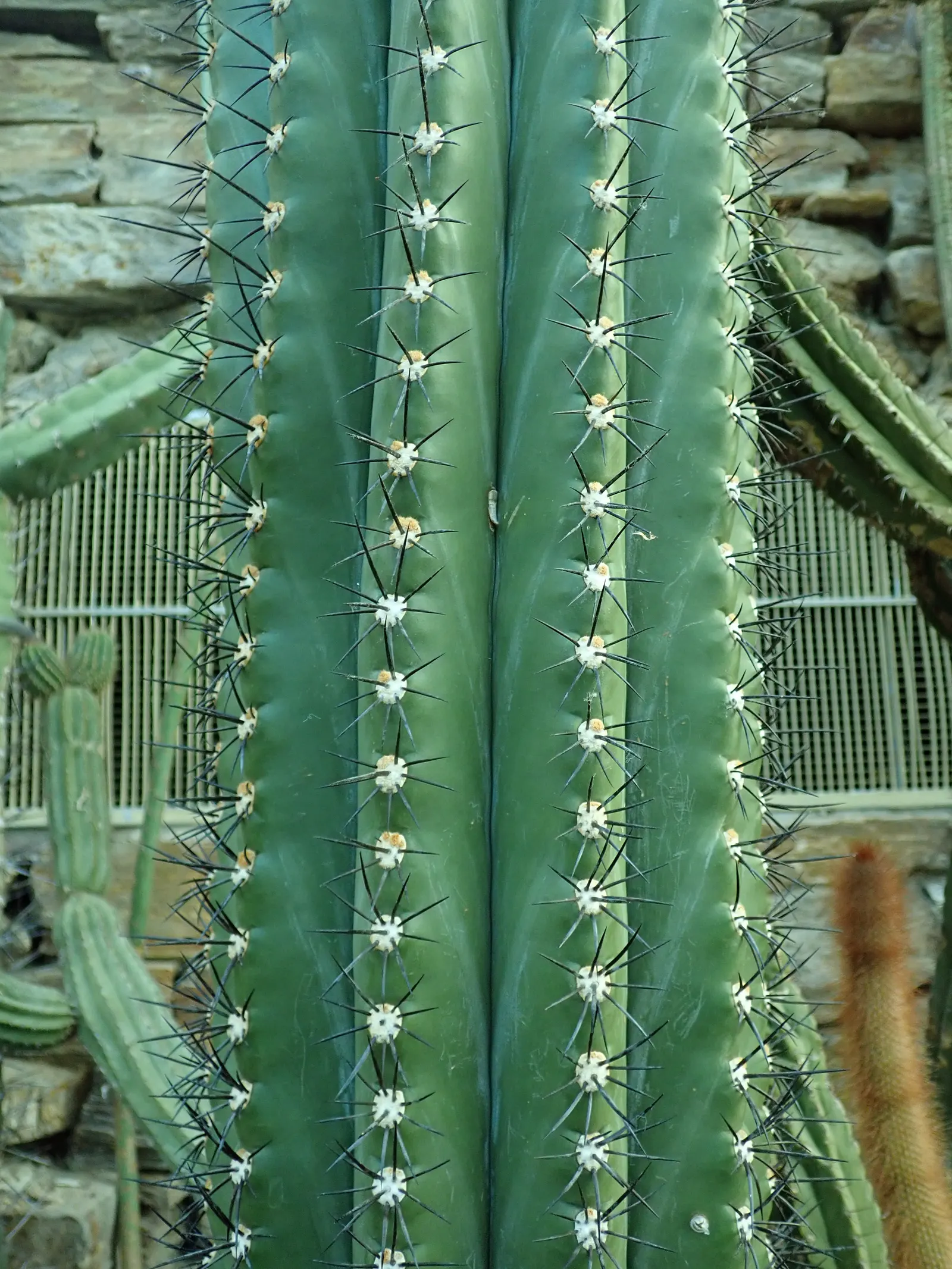 Argentine Saguaro (Echinopsis Terscheckii) — scientifically known as Echinopsis terscheckii; when integrating these giants into a garden