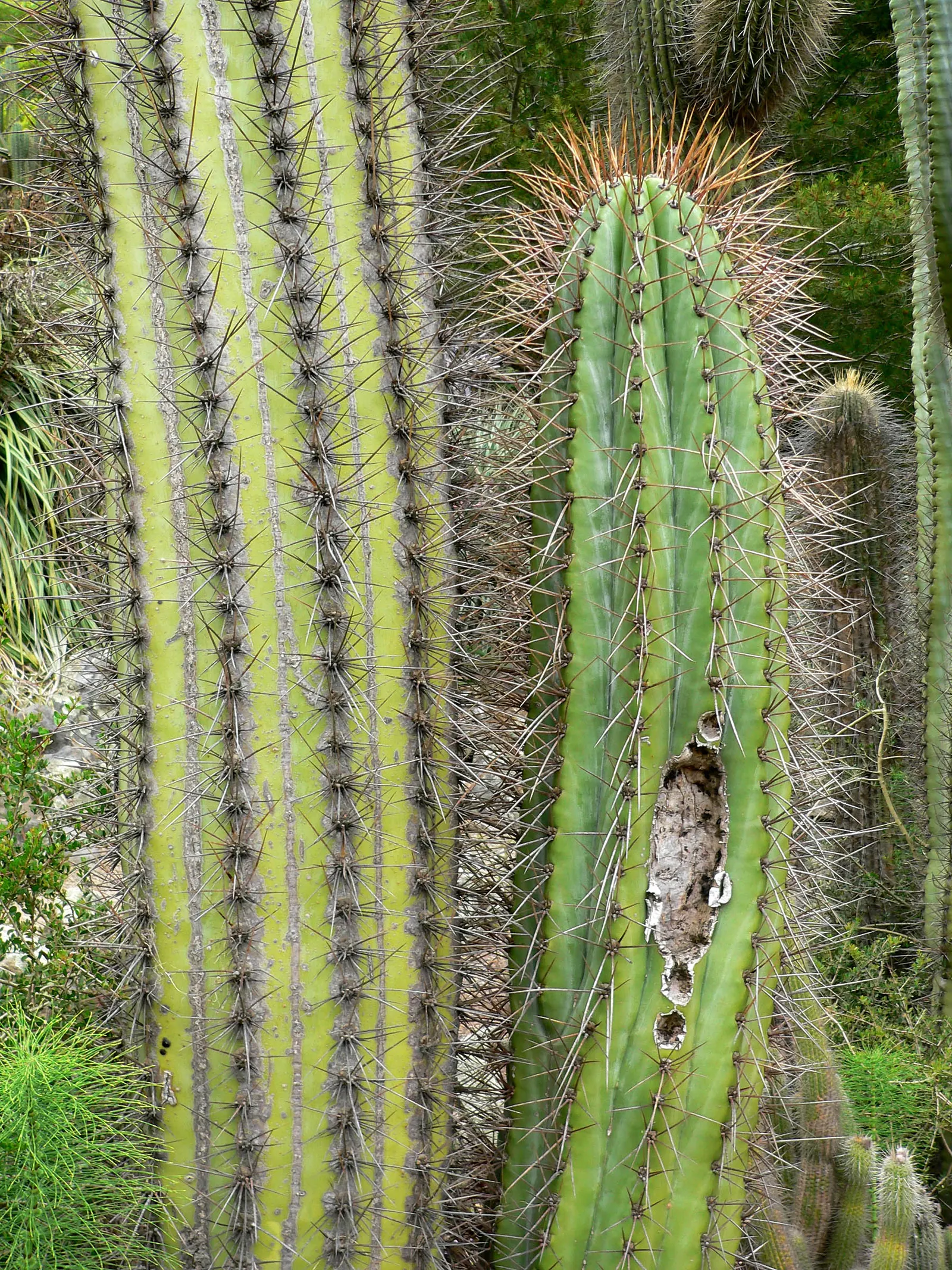 Argentine Saguaro (Echinopsis Terscheckii) — this impressive specimen features a green