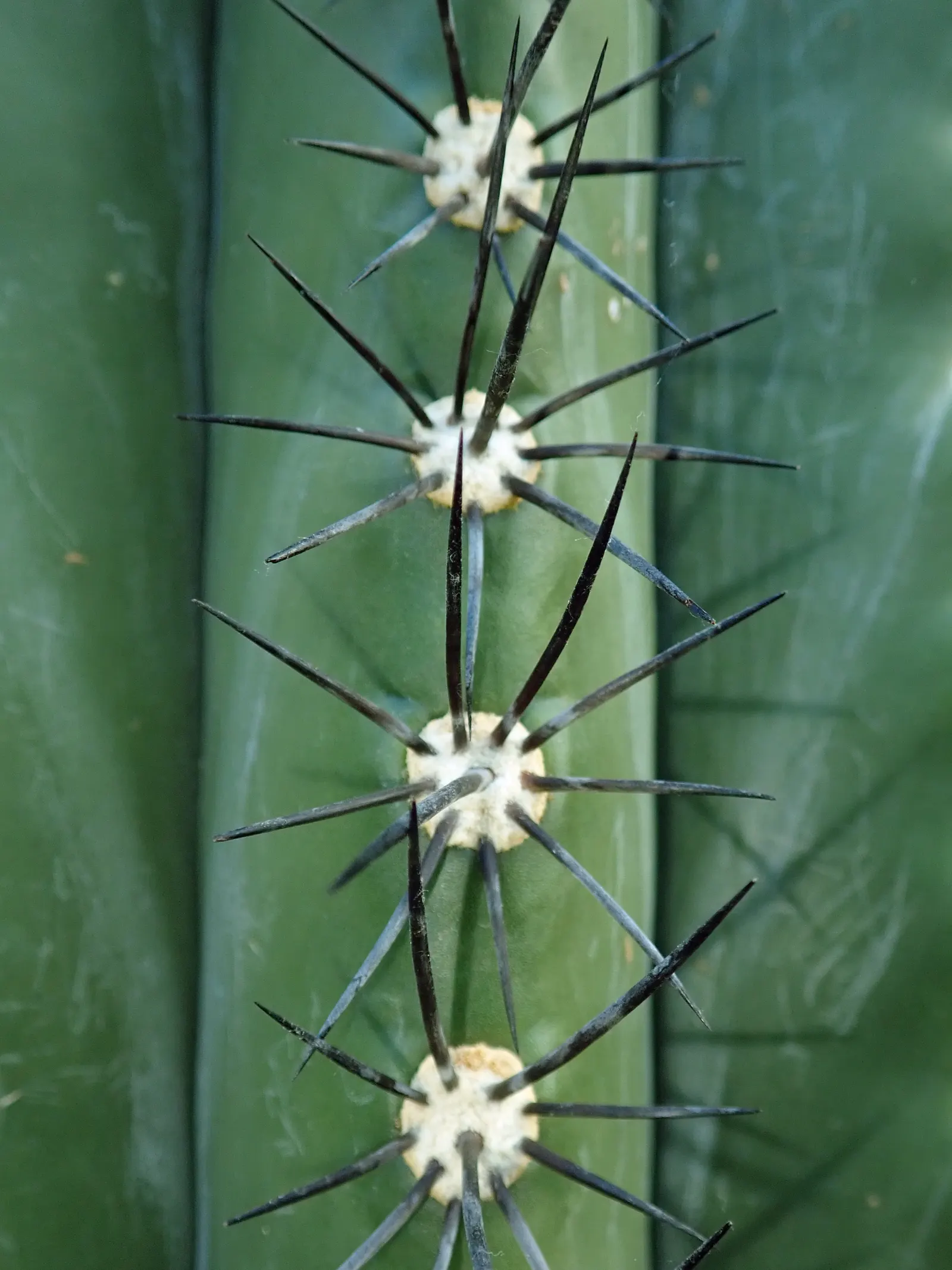 Argentine Saguaro (Echinopsis Terscheckii) — ribbed body and large white nocturnal flowers; this impressive specimen features a green