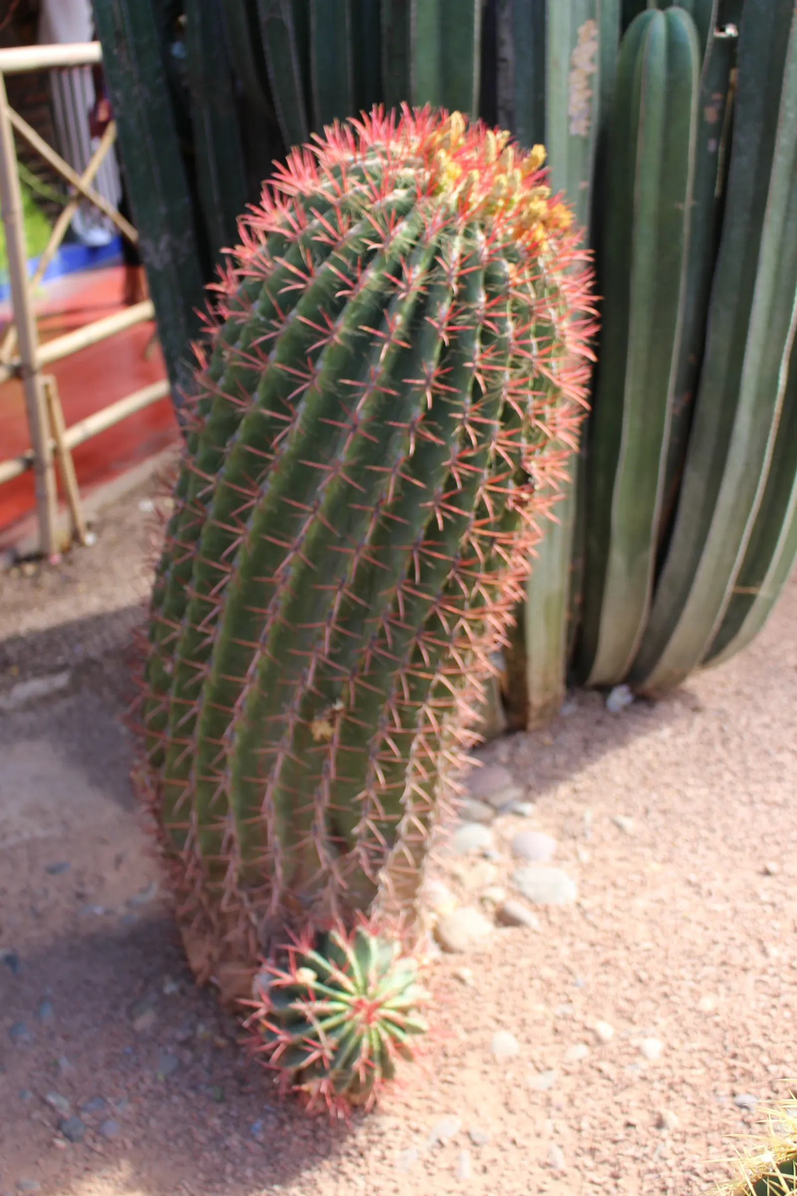 Argentine Saguaro (Echinopsis Terscheckii) — is a towering columnar cactus native to South America