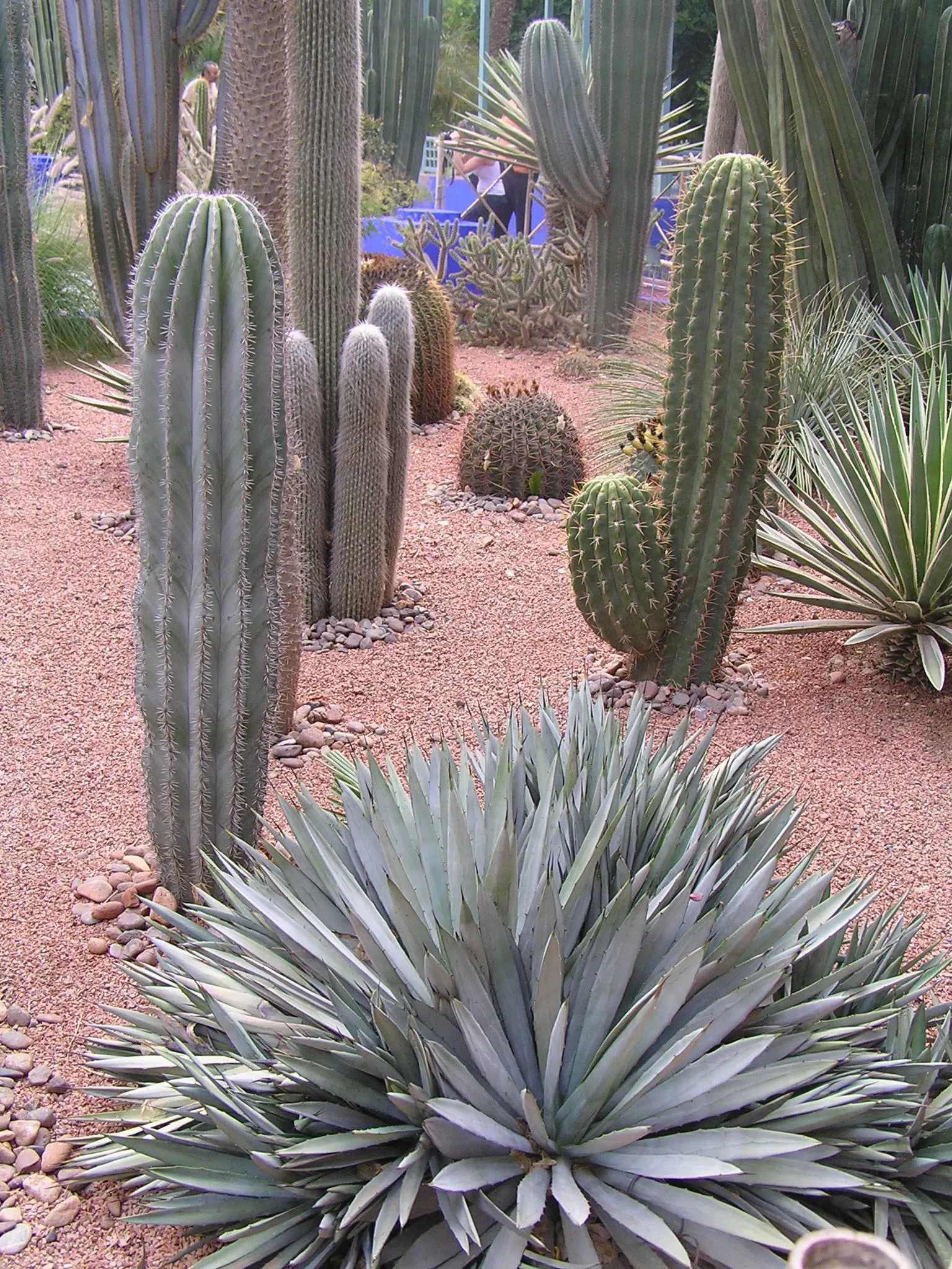 Argentine Saguaro (Echinopsis Terscheckii) — adding both texture and visual interest to its surface