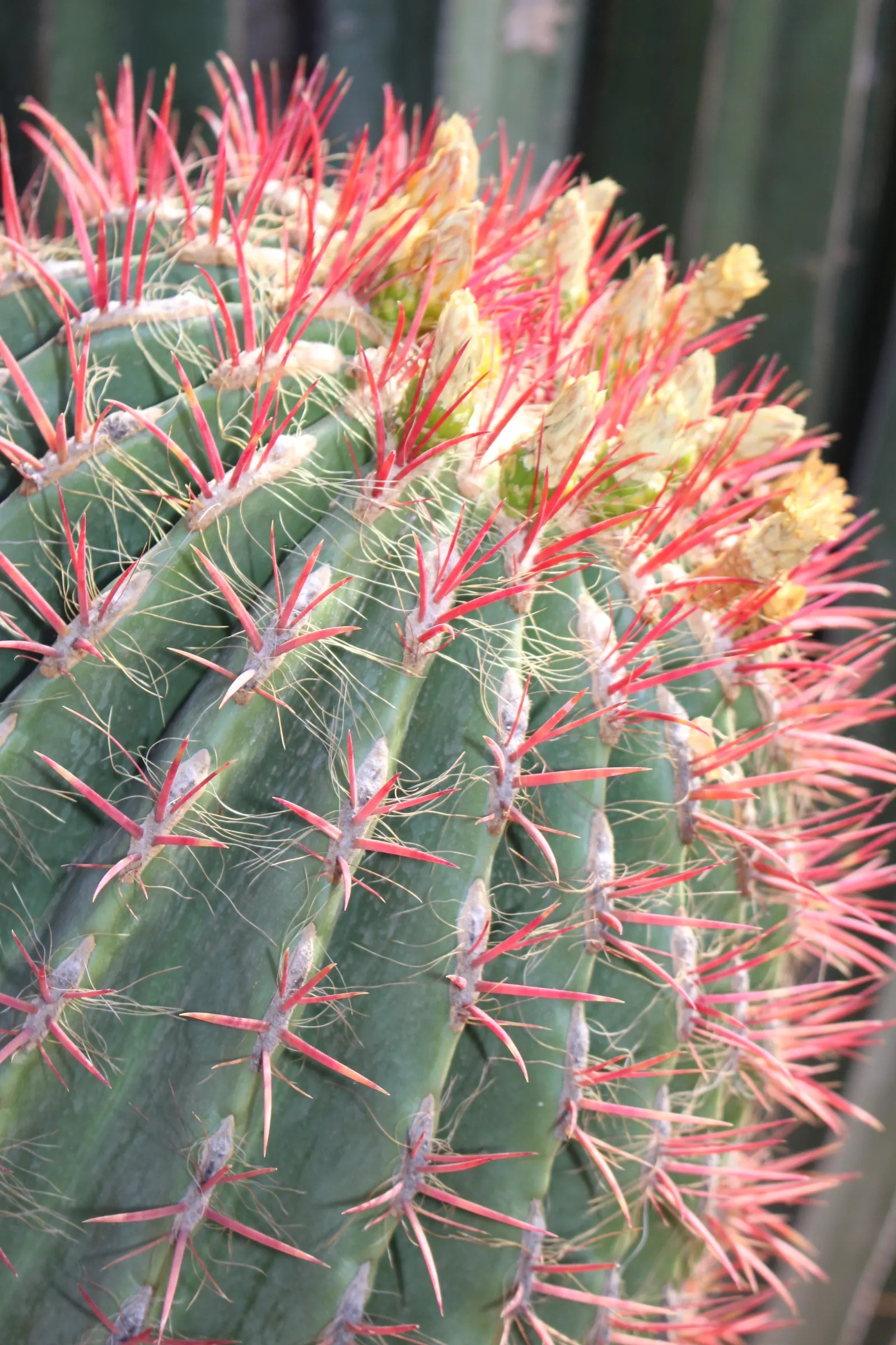 Argentine Saguaro (Echinopsis Terscheckii) — this cactus does well in full sun and requires well-draining soil to prevent root rot