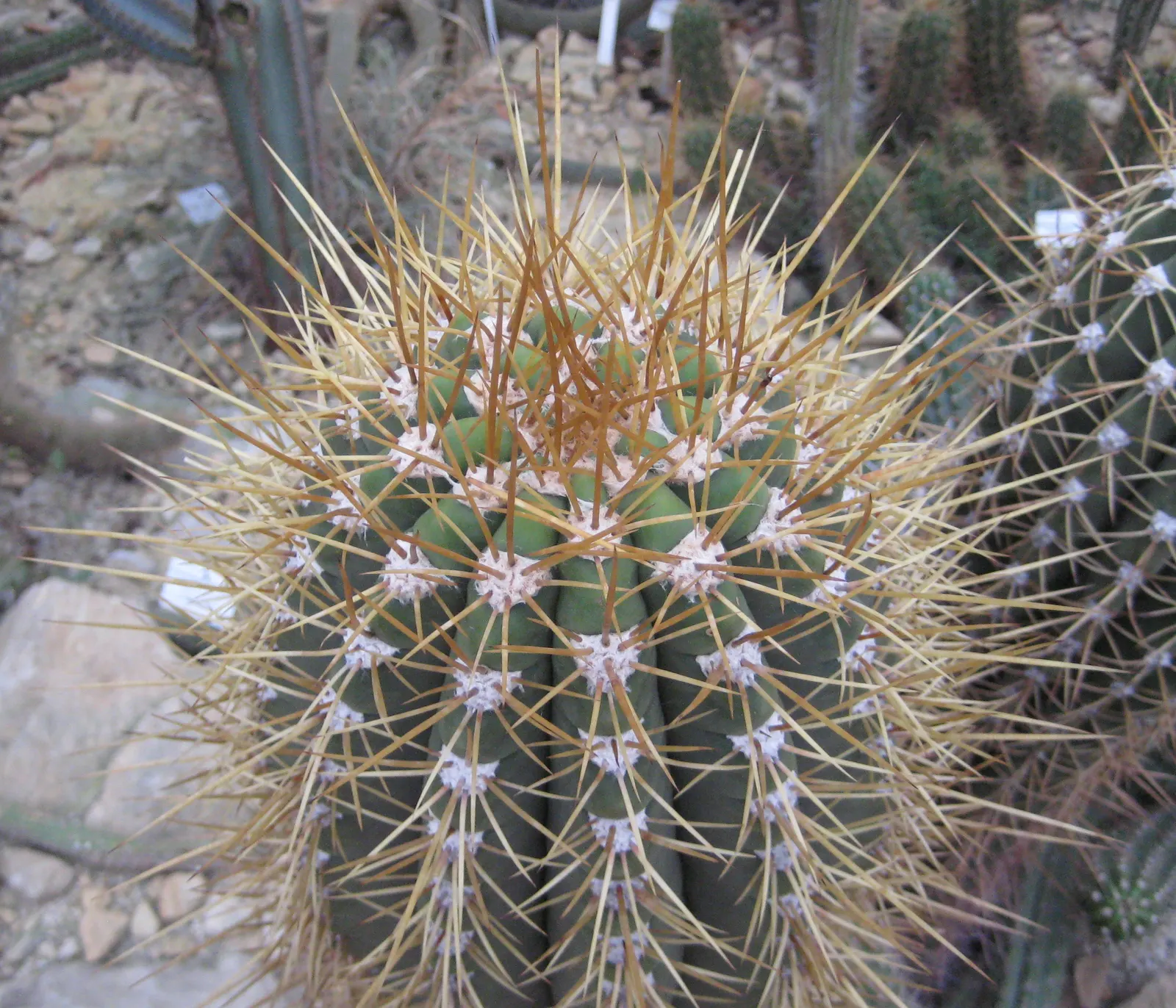 Argentine Saguaro (Echinopsis Terscheckii) — Hardy and low-maintenance, it's a stunning choice for arid garden designs