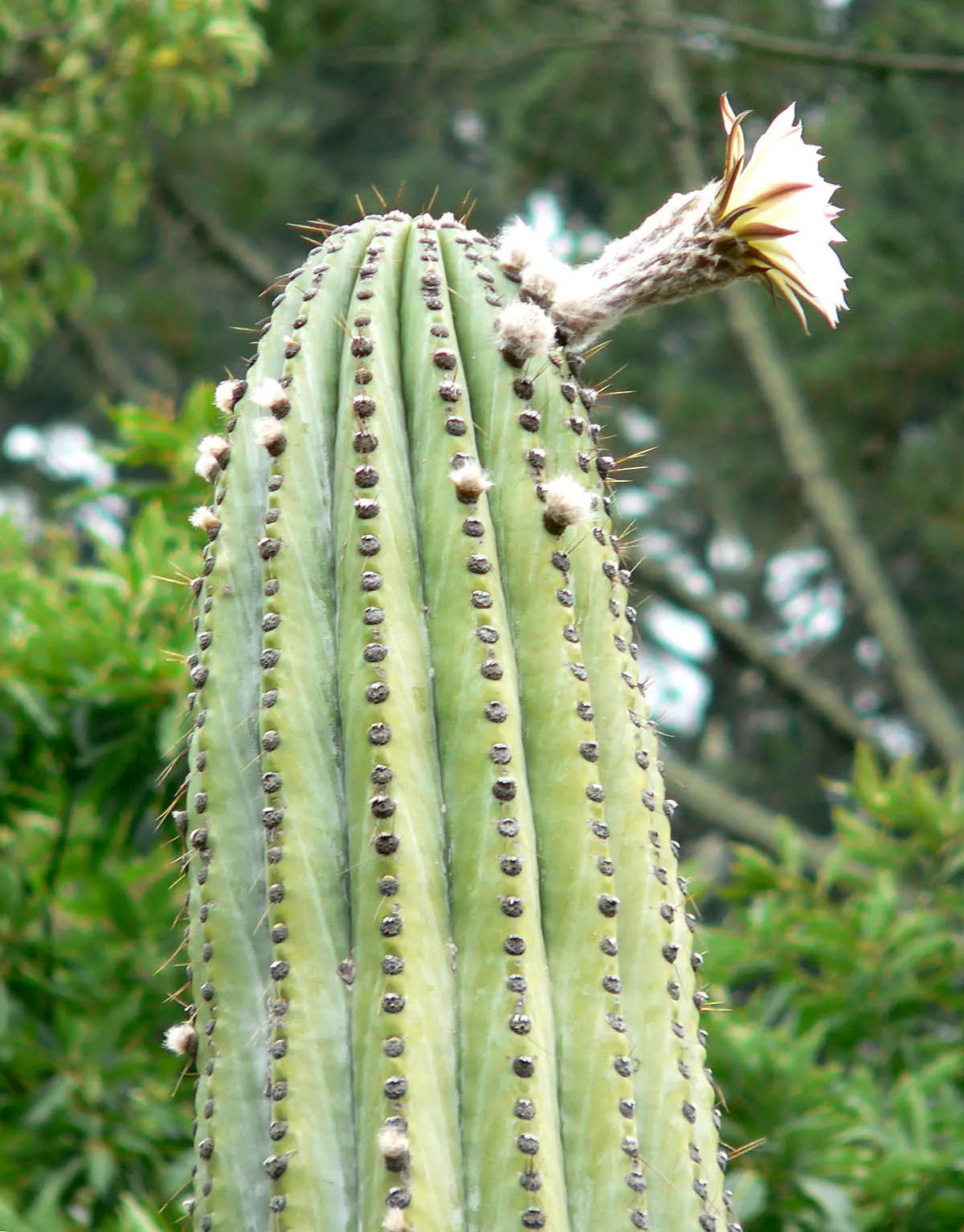 Argentine Saguaro (Echinopsis Terscheckii) — making it a dominant presence in any garden.<br><br>This species features a ribbed