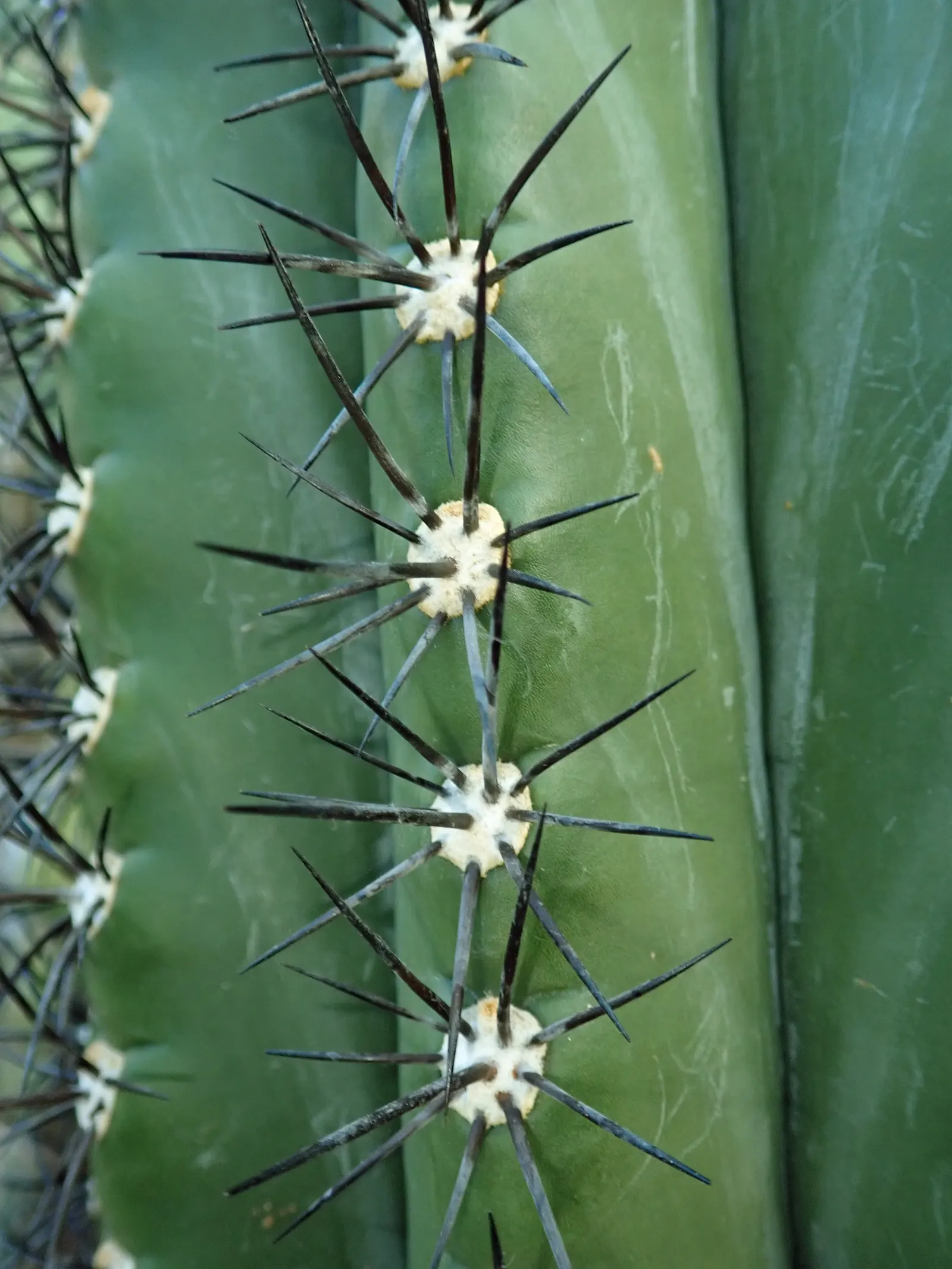 Argentine Saguaro (Echinopsis Terscheckii) — Reaching up to 25 feet tall and 18 inches wide; these blooms are a pristine white